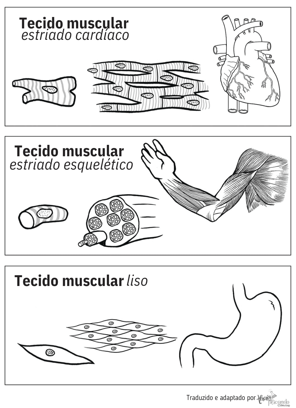 Atividades Sobre O Sistema Muscular - FDPLEARN