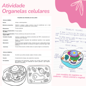 Organelas celulares - registro no caderno + folha para pintar + tabela de funções!