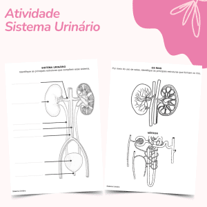 Atividade do Sistema Urinário