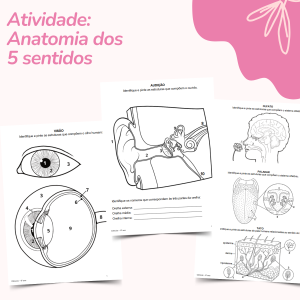 Atividade: Anatomia dos 5 sentidos