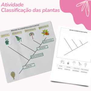 Atividade: Classificação do Reino Plantae