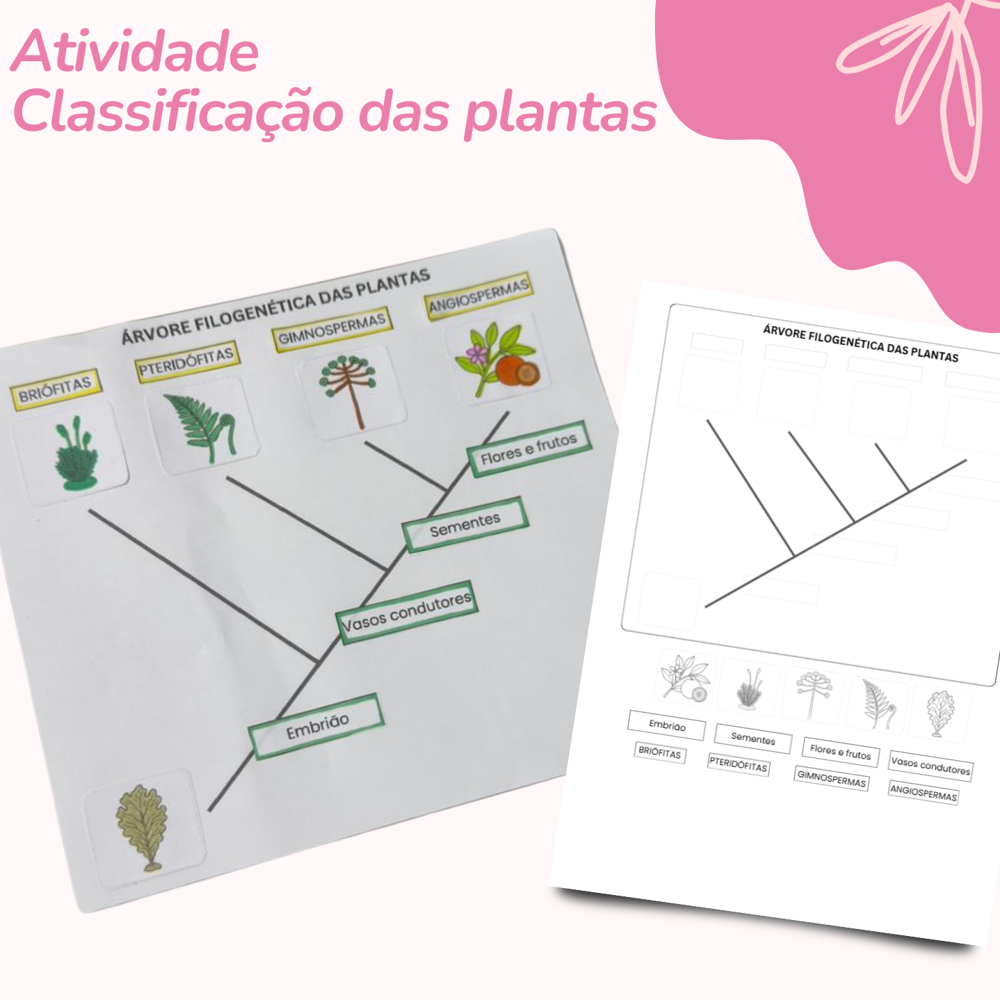 Atividade: Classificação do Reino Plantae