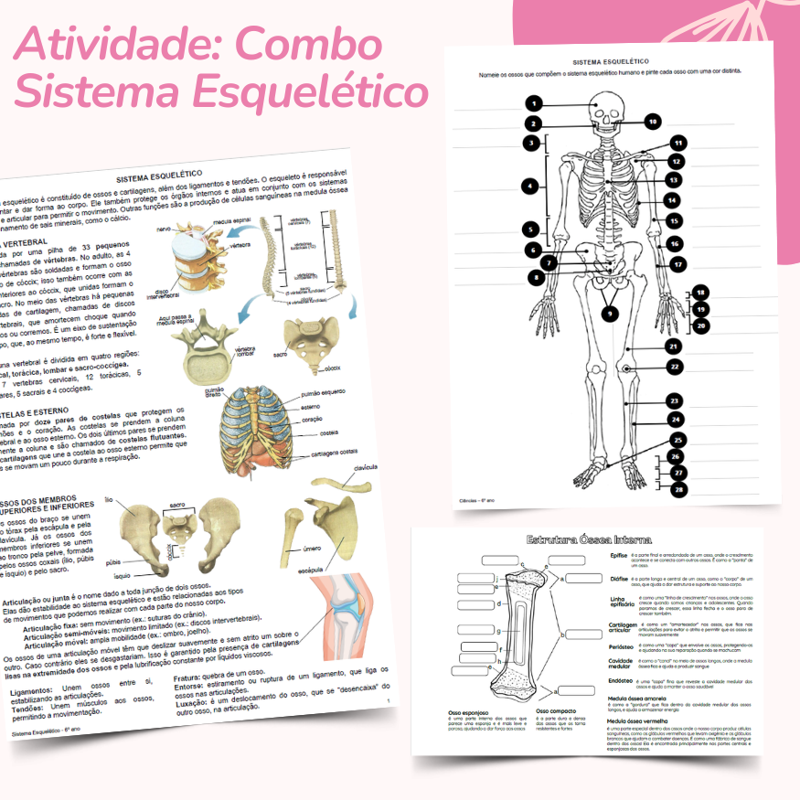 Combo: Sistema Esquelético (resumo + esqueleto para pintar + estrutura óssea interna)